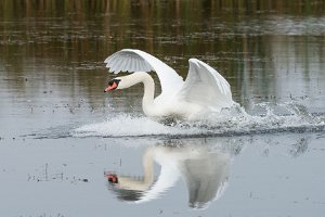 Łabędź niemy